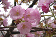 八重紫桜