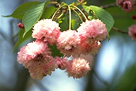鵯桜