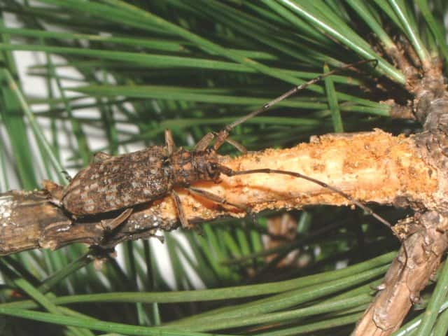 後食中のマツノマダラカミキリ雌成虫