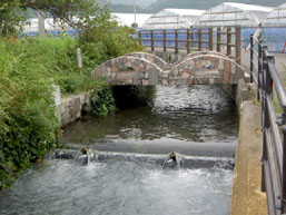 井ノ口用水