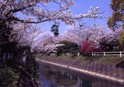 大井手堰