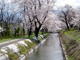 犬上川沿岸