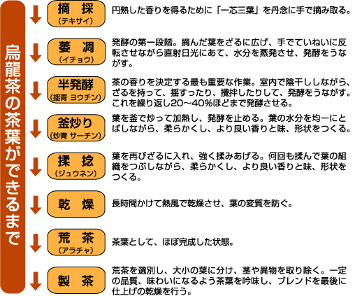 烏龍茶の茶葉ができるまで