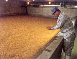 製麦