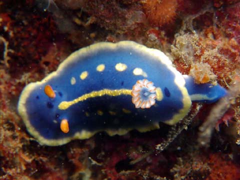 アオウミウシ