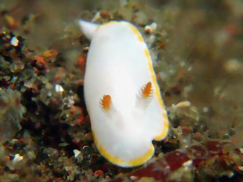 シラユキウミウシ