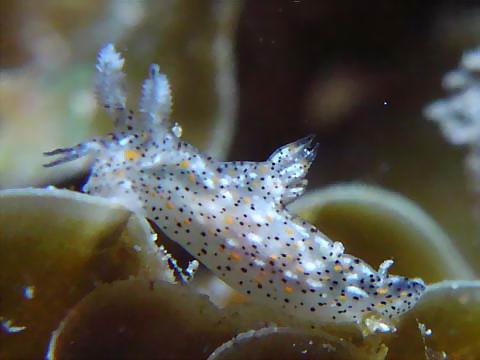 フジタウミウシ属の１種１