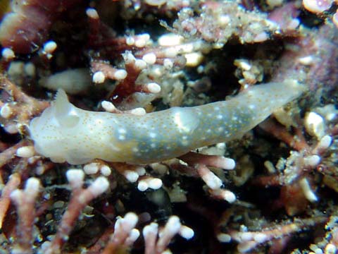 オキナワキヌハダウミウシ