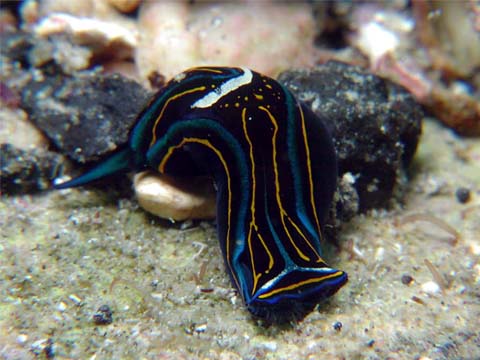 ニシキツバメガイ
