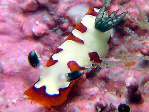 フジナミウミウシ