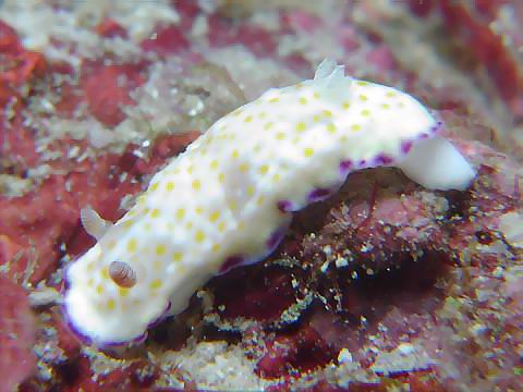 ヒメコモンウミウシ