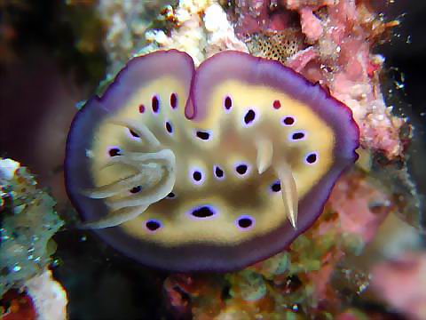 オトヒメウミウシ