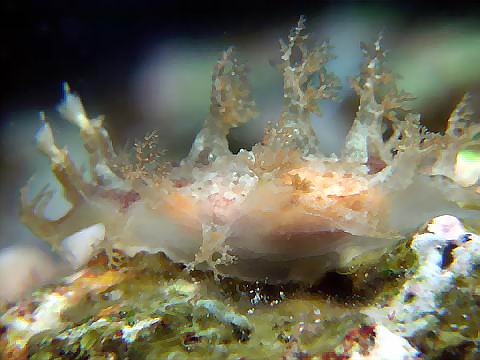ホクヨウウミウシ科の１種４
