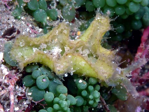 エリシア　トメントサ（学名読み）の仲間１