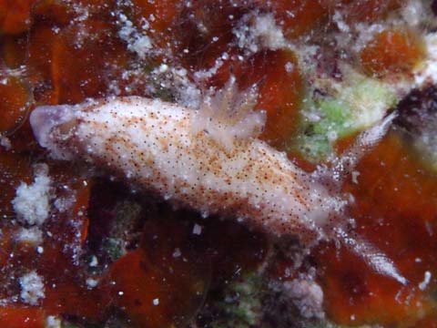 フジタウミウシ属の１種３