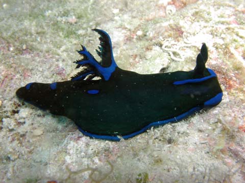 ミドリリュウグウウミウシ（新参異名：アオスジリュウグウウミウシ）