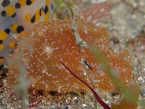 フウセンウミウシ