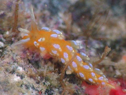 フジエラミノウミウシ