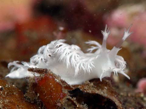 シロハナガサウミウシ（新参異名：ユビノウハナガサウミウシ）
