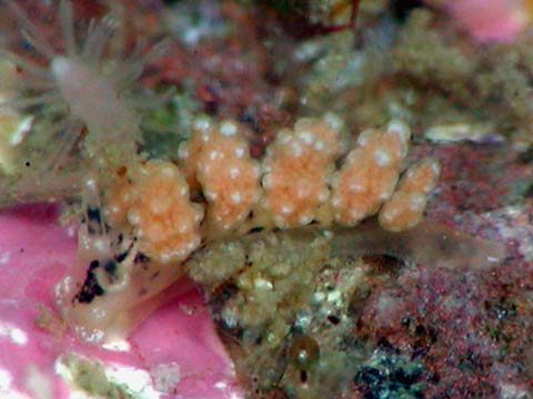 マツカサウミウシの仲間１