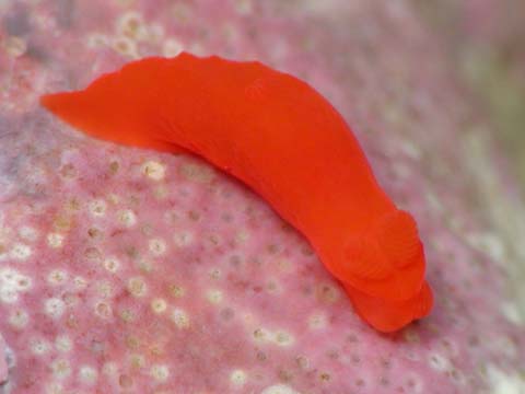 ヒメキヌハダウミウシ？