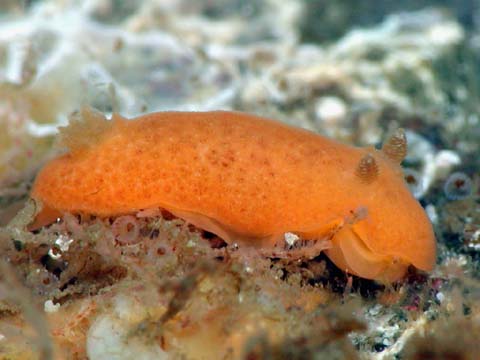 イソウミウシ