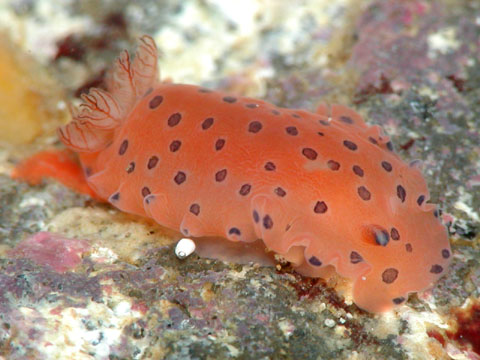 ヒメマダラウミウシ