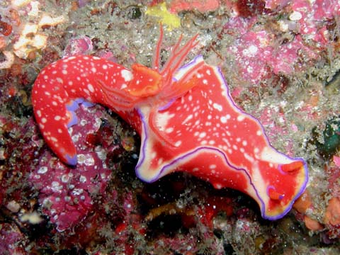 ニシキウミウシ　細別名：ダイニニシキウミウシ