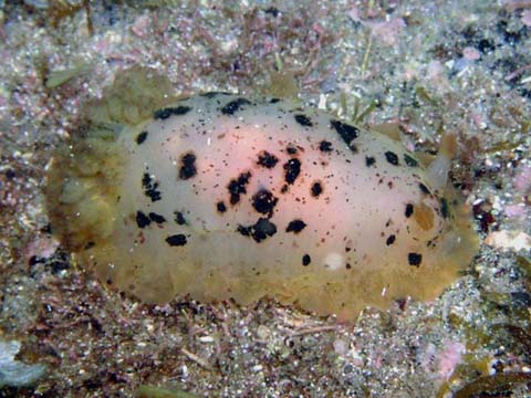 マダラウミウシ --> Dendrodoris fumata ?　クロシタナシウミウシ？