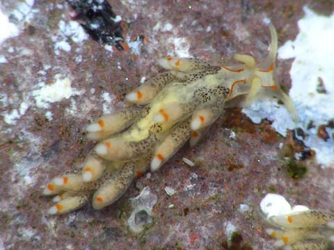 アキバミノウミウシ