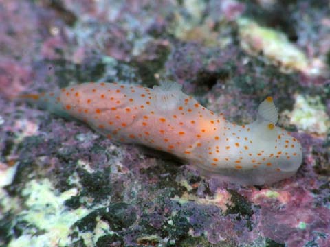 キヌハダウミウシ属の１種８