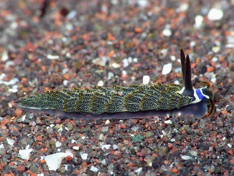 ミノウミウシ亜目の仲間１１