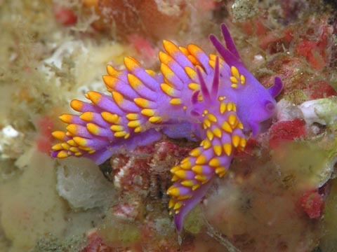 ミチヨミノウミウシ
