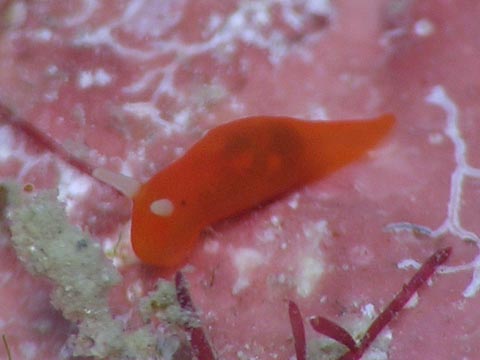 オカダウミウシ？