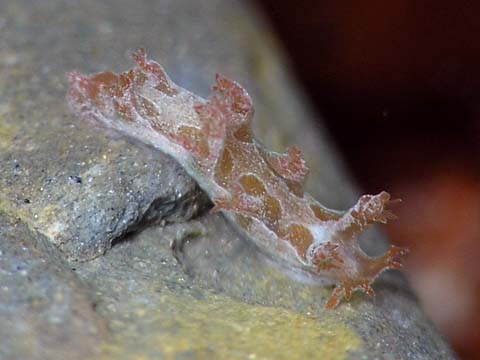 ホクヨウウミウシ科の１種２
