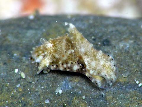 カノコキセワタ属の１種２