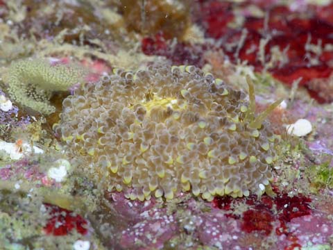 ジボガミノウミウシ（新参異名：ジライヤウミウシ）