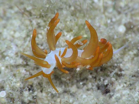 クトナ・アクティノーサ