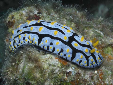 タテヒダイボウミウシ