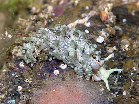 ミノウミウシ亜目の仲間２１