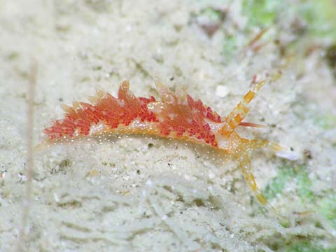アオミノウミウシ科の１種４