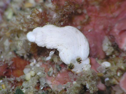 タテジマウミウシ科の１種１