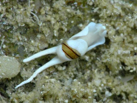 カノコキセワタ科の１種１