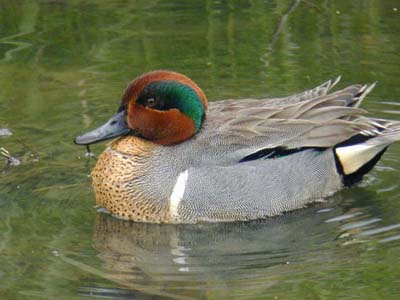 アメリカコガモ