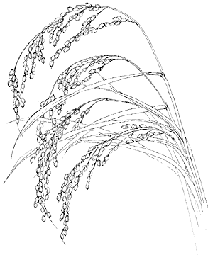イネ